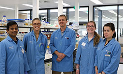 CSU research: How Hendra and Nipah viruses hijack nuclear trafficking machinery in human cells