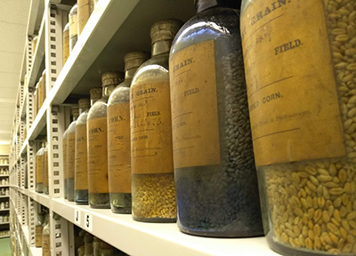 grain samples at Rothamstead research facility 