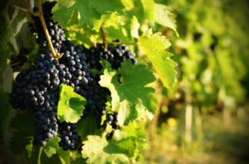 Grape Vine - vitius vinifera