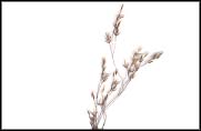 Sample of Agrostis muelleriana