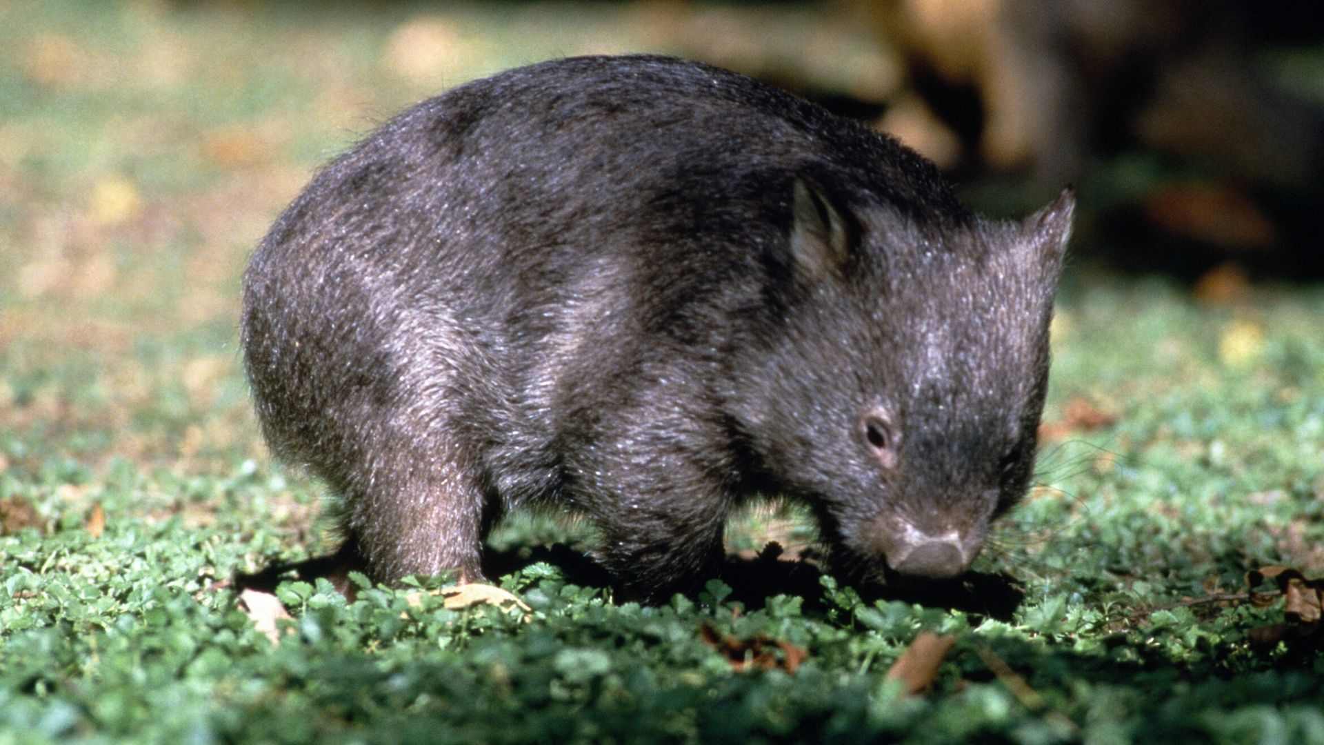 Accidental heroes: How wombats really save other animals during bushfires