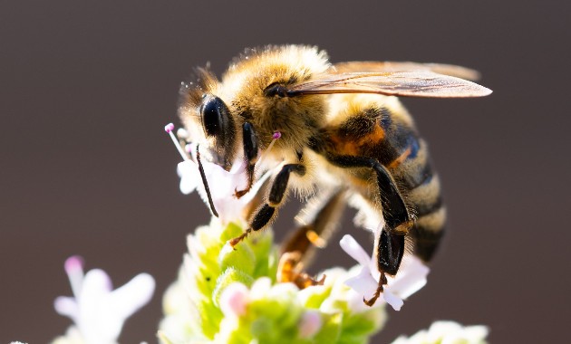 Nature’s bee all and end all: Why ‘Winged wonders’ must be protected from threats