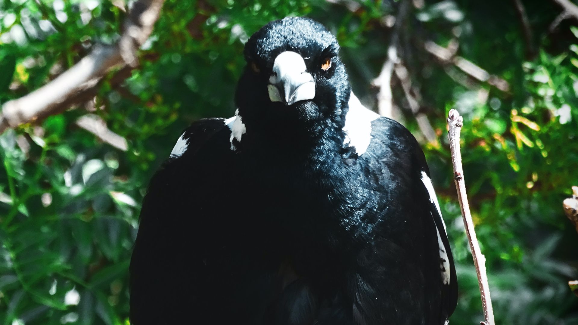 Strategic avoidance trumps ‘fake eyes’: how to safeguard yourself from swooping magpies