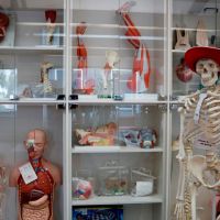 Anatomical models and collection