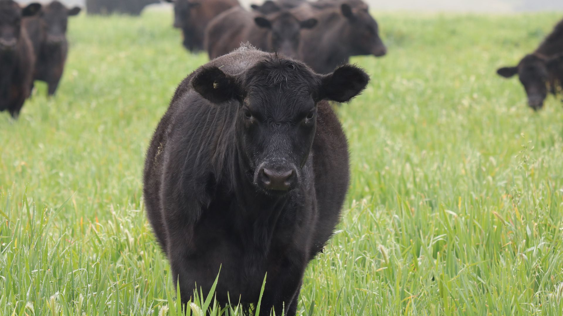 New research targets bloat in southern beef production systems