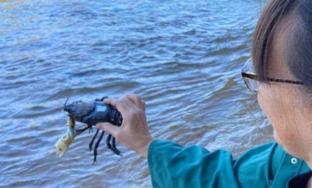 Crayfish nursed back to health by researchers return to Hume Dam 