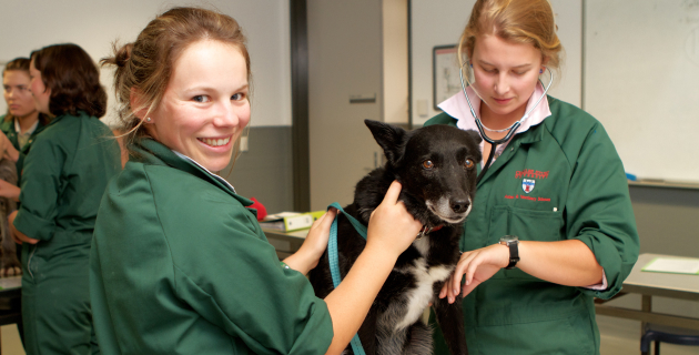 CSU Veterinary Services