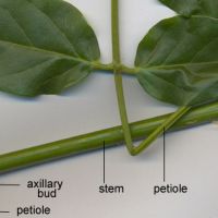 Each leaf has a small, but visible axillary bud, thus alternate pinnate leaves