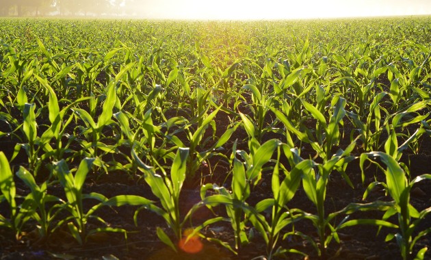 Biosecurity Training Centre to be established at Charles Sturt 