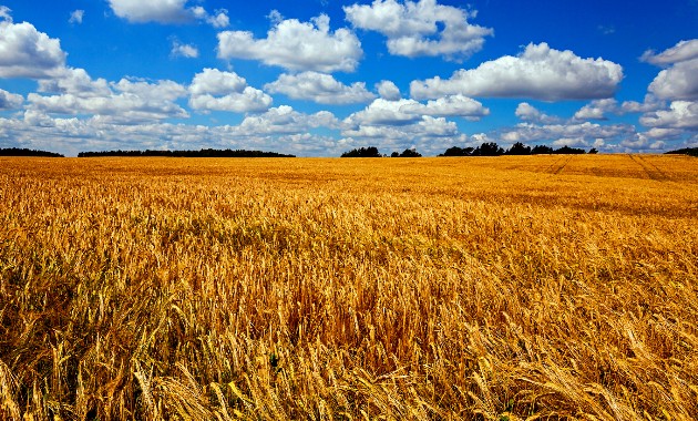 Prospects for Australian wheat exports amid the Ukraine-Russia conflict