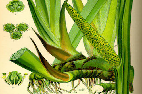Aromatic Cane - acorus calamus