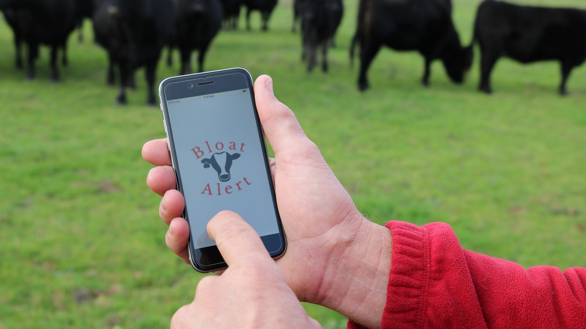 App to detect cattle bloat in southern NSW now available for Android users 