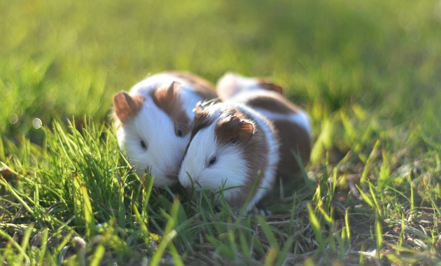 What risks could pet hamsters and gerbils pose in Australia? 