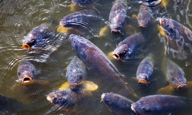 Exploding carp numbers ‘like a house of horrors’ for our rivers. Is it time to unleash carp herpes?