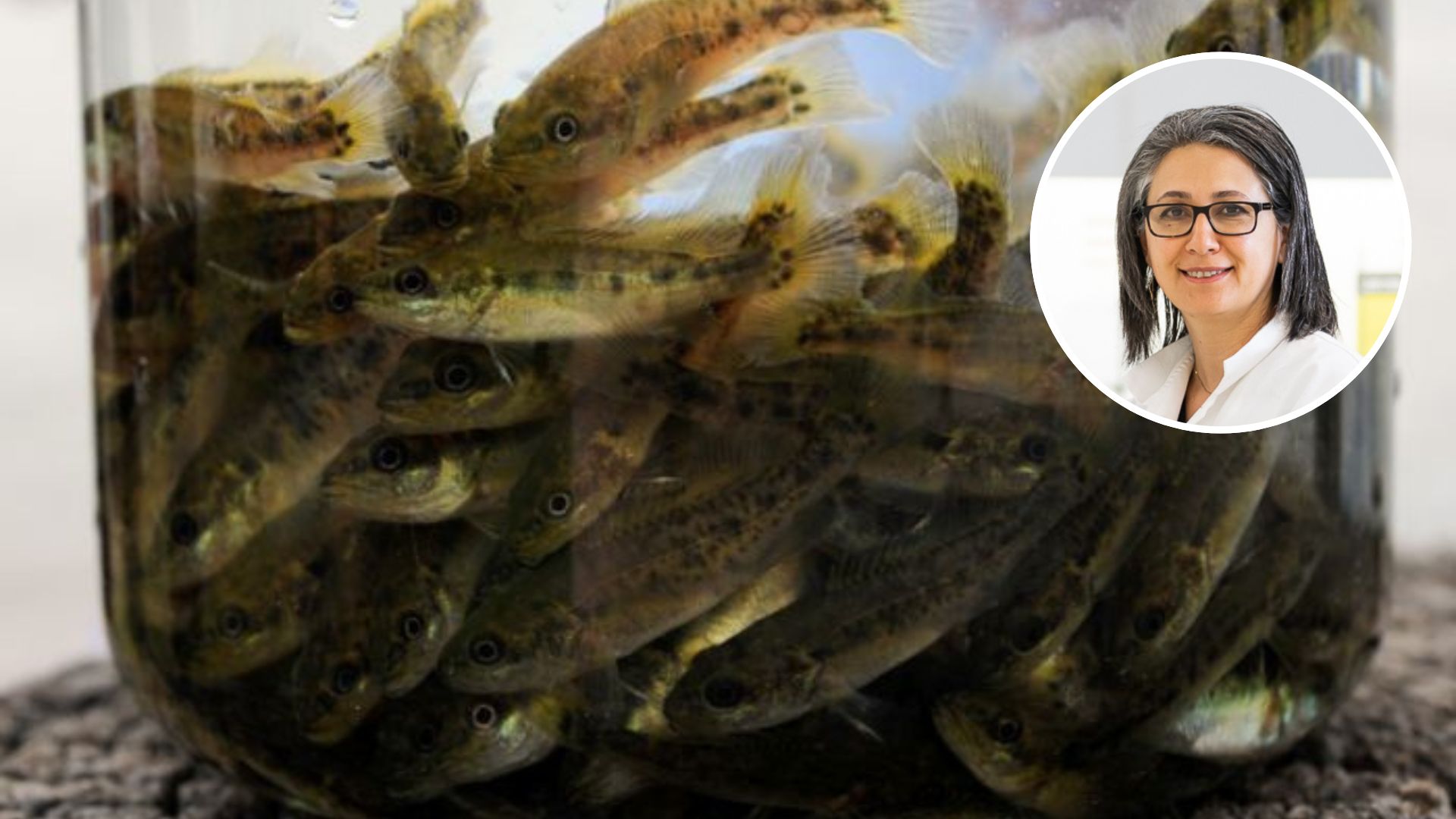 Dangerous parasites found in Australia’s freshwater fish 