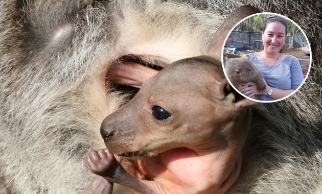 Wallaby joeys and platypus puggles are born underdeveloped, but their mother’s milk is near-magical 