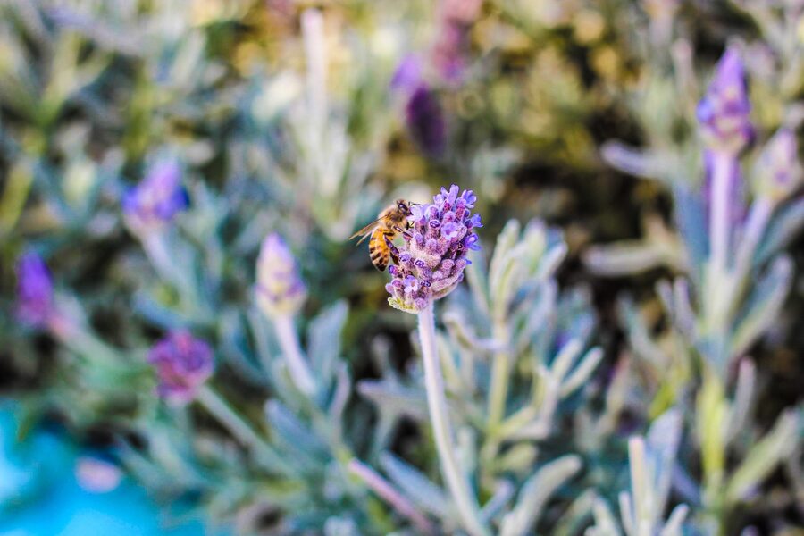 Bee on lavender flower