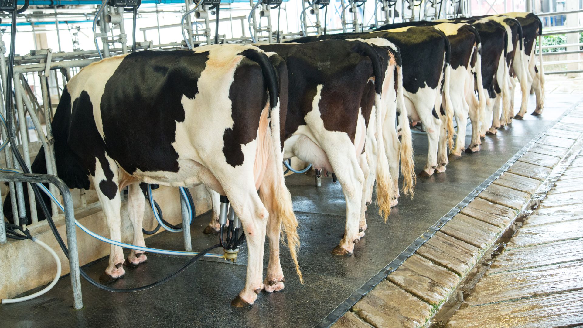 Revolutionary technology used for dairy industry training program - CSU ...