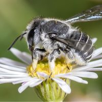 Leaf cutter Bee (<em>Megachile</em>) Wiradjuri - dharrungarrung.