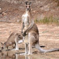 Eastern Grey Kangaroo (<em>Macropus giganteus</em>) Wiradjuri - wambuwany.