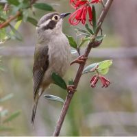 Brown-headed honeyeater (<em>Melithreptus brevirostris</em>)