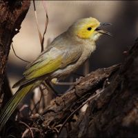 White-plumed Honeyeater (<em>Ptilotula penicillata</em>)
