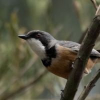 Rufous Whistlers (<em>Pachycephala rufiventris </em>)