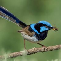 Male Superb Fairy Wren (<em>  Malurus cyaneus </em>)