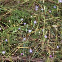 Blue bells (<em> Wahlenbergia </em>)