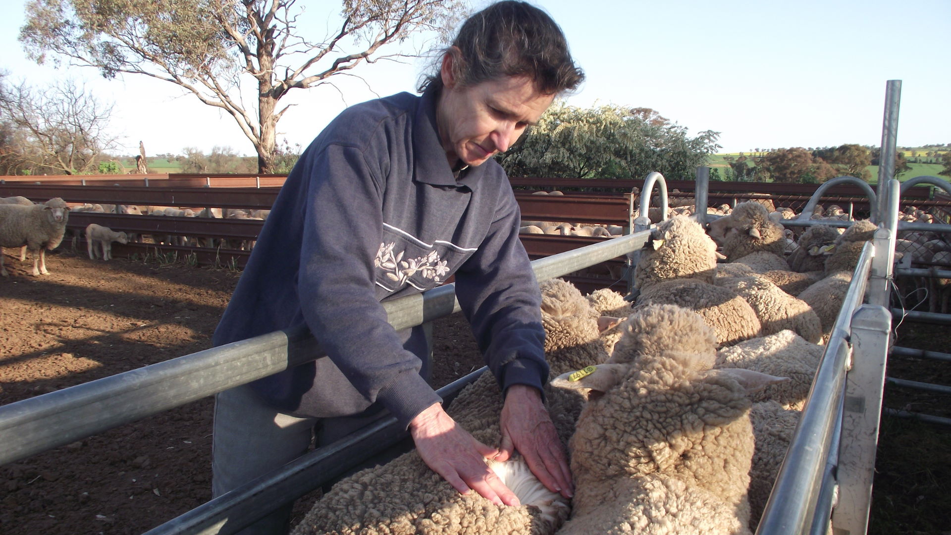 $2.2 million Climate Smart grant awarded for sustainable sheep production