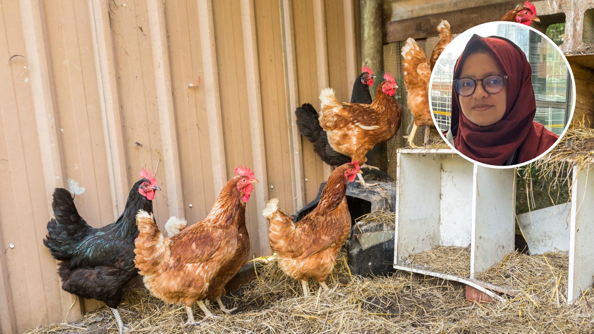 Great ‘eggs-pectations’ from PhD research 