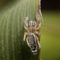 Creeping Jumping Spider (Thyene concinna)