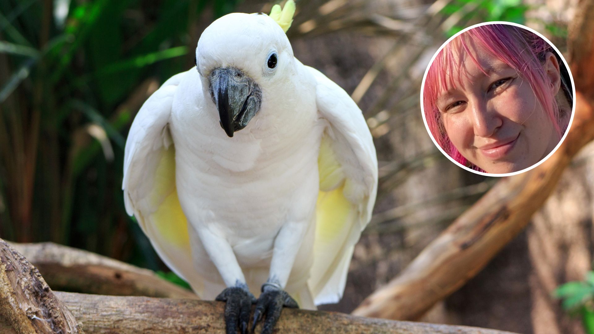 Dancing cockatoos: research reveals implications for cognitive processes and welfare 
