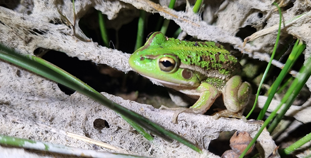 Using data from drought to improve environmental water flows in wetlands
