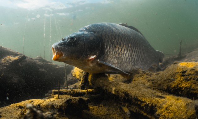 Australians scorn this fish once adored by monks and kings