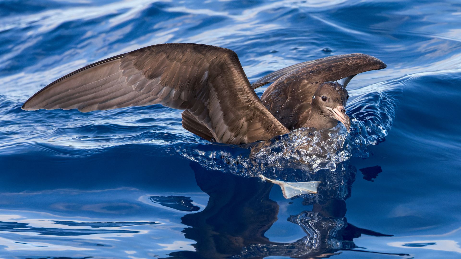 More shearwaters are washing up dead on Australian beaches. It’s not due to ‘natural’ causes 