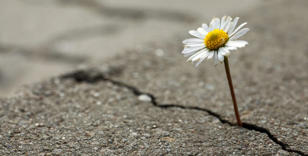 Trauma awareness in Australian higher education