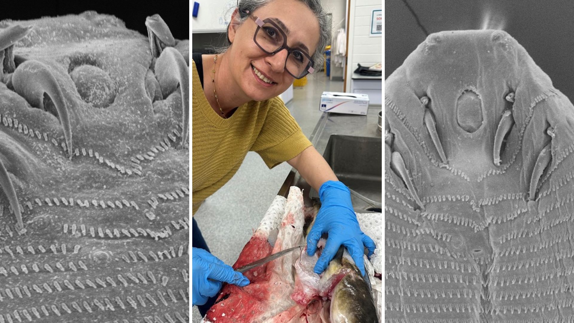 Leading research with impact to uncover hidden parasites