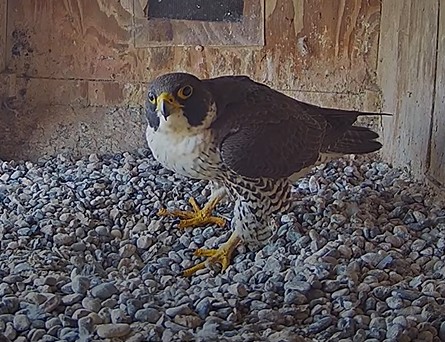 FalconCam