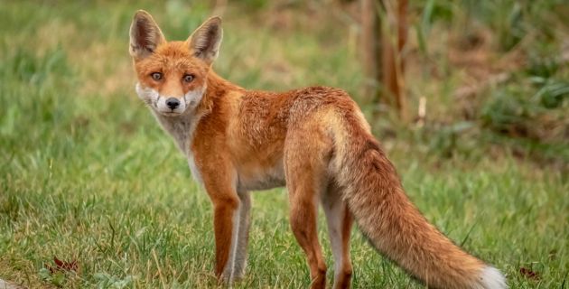 Outsmarting foxes using their own scents card image