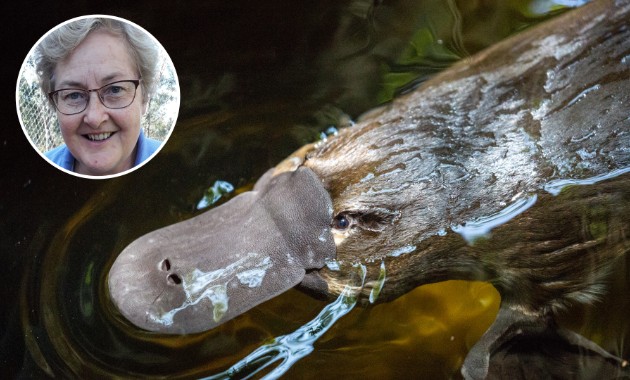 Disease detected on Australian mainland could spell disaster for near-threatened platypuses