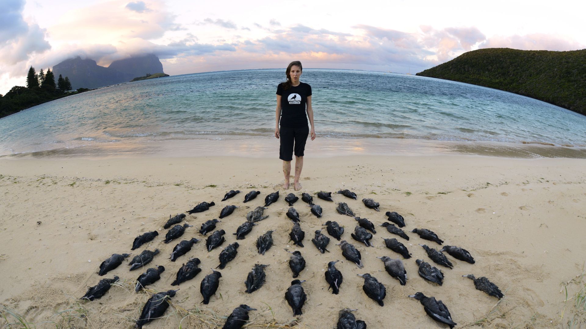 It’s official: plastic rubbish kills seabirds, not just injures them