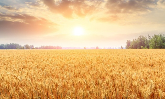 RNAi-based biopesticides could transform Australia’s $50 billion cropping industry