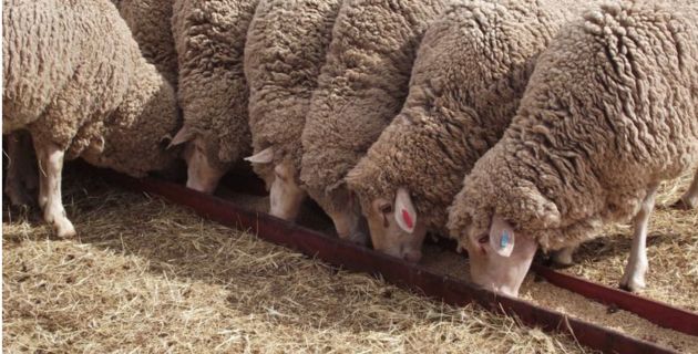 Improving production from confined sheep: recent research