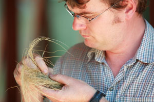 Dr Aaron Simmons inspects serrated tussock sample
