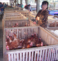 Bird traders are highly susceptible to the transmission of avian flu.