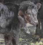 The three week old calf has a hoof protruding from its head. 