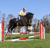 Action at the Equine School at CSU at Orange.