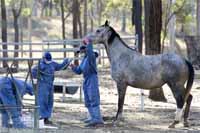 Photo courtesy of Equine Veterinarians Australia.