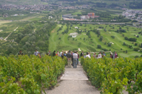 Terraced vineyards in Sion Valais, Switzerland